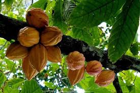 Tree Nut